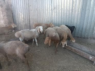 козий сыр: Продаю | Баран (самец) — 5