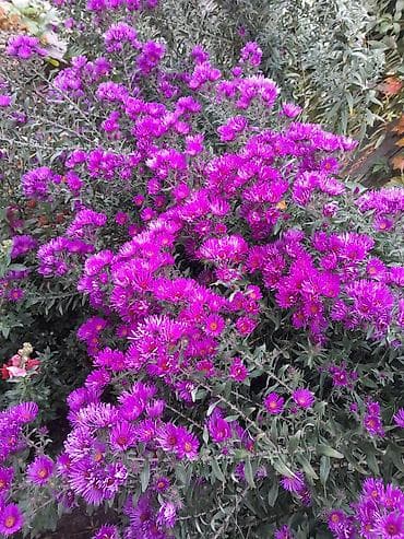 посуточная квартира: 30 м², 2 комнаты, Утепленный — 1