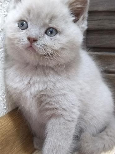 Кошки: Британские короткошёрстные котята, окрас лиловый (пастельно‑серый) — 3