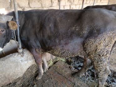 продам домик для кошки: Продаю | Бык (самец) | На откорм | Привязанные — 6