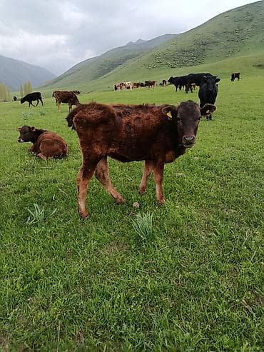 по карова: Продаю | Музоо, торпок | На откорм — 4