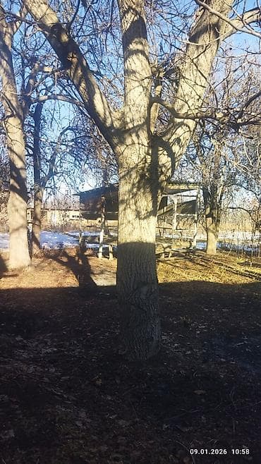 скупка цветного металла в бишкеке: Продаю ореховое дерево — 4