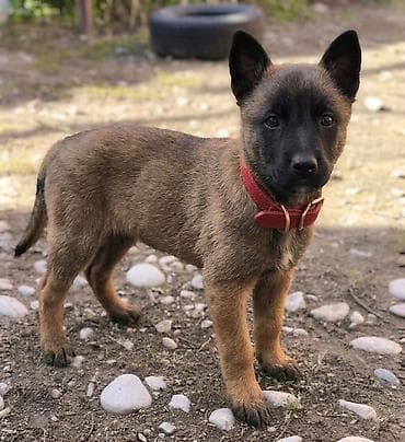 белгиский овчарка: Бельгийская овчарка, 2 месяца, Самка, С прививкой — 1