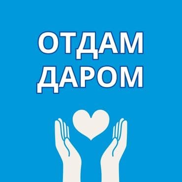 приму в дар комнатные цветы: Комнатные цветы ДАРОМ! срезами в умелые руки на проращивание без — 2