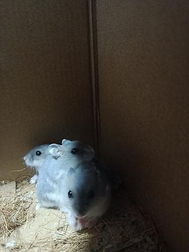 sell animal: Джунгарские хомяки (окраска серо-пепельная с белым брюшком) - — 4
