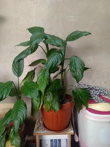 Лимоны: Срочна ❗ Комнатный гулдордун турлору коп. Баарын жакшы баада берем — 7