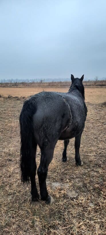 объявления о продаже собак: Продаю | Кобыла (самка), Жеребец | Полукровка | Для разведения | Племенные — 3