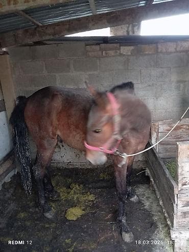 Индюки: Продаю | Жеребенок — 2