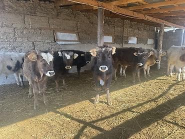 улар сатылат: Сатам | Бука (эркек) | Алатоолук, Бельгия, Аргын | Көбөйтүү үчүн | Байланган — 8