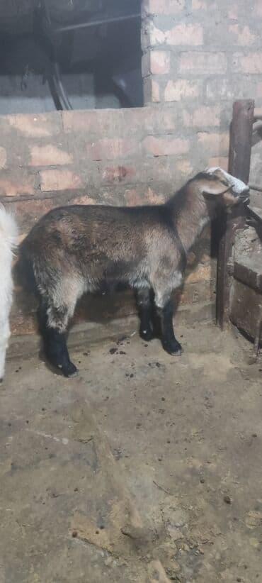 продаю в связи с переездом: Сатам | Теке (эркек) | Аргын — 4