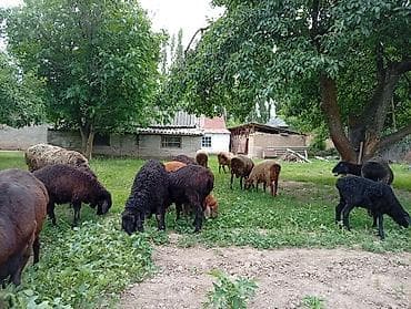 домашний кур: Продаю | Овца (самка) | Для разведения | Матка — 2