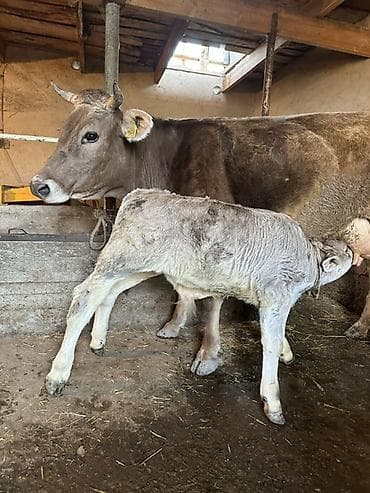 молоко коровье: Продаю | Корова (самка) | Для молока | Привязанные — 4