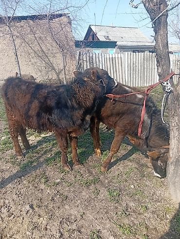 куплю корову на мясо: Продаю | Бык (самец) | На откорм | Привязанные — 1