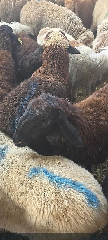 баранины: Продаю | Овца (самка) | Для разведения | Матка — 5