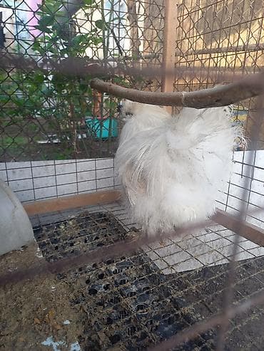 дикоративные куры: Продаю | Куры | Для разведения — 4