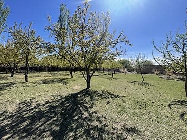 пакет одежды: Плодовый сад/участок с плодовыми деревьями. - Ухоженные ряды — 1