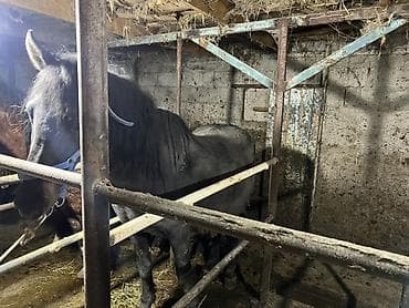 Продаю | Конь (самец) | Рабочий at lalafo.kg Продаю | Конь (самец) | Рабочий