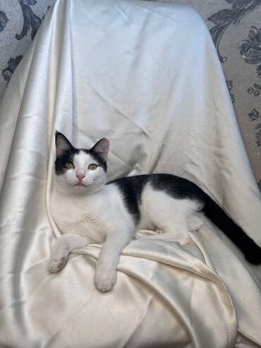 Грызуны: Беспородная, 9 месяцев, Мальчик, Биколор, Кастрирована, Метис, Приучена к лотку — 14