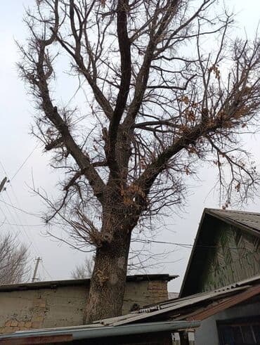 русификация китайских авто в бишкеке: Спил деревьев — 1