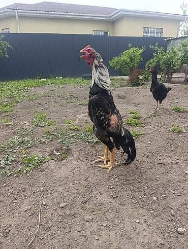 Айыл-чарба жаныбарлары: Сатам | Короздор | Дакан | Көбөйтүү үчүн — 2