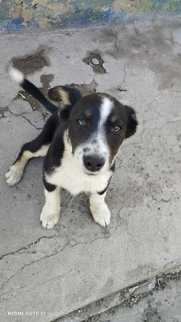 сколько стоит лабубу в кыргызстане: Щенок 6 месяцев. кличка Маршал. активный,дружелюбный,хороший охранник — 1