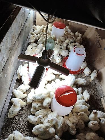 птицы бишкека: Продаю | Цыплята | Бройлерная | На забой — 2