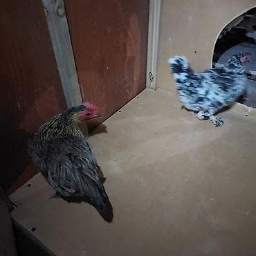 готовый курятник купить: Всё включено! взял и поставил или поларил) живой уголок для детей в — 7