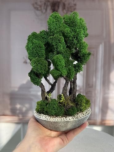 Декор и интерьер: Интерьерные композиции с деревом бонсай из натурального живого — 8