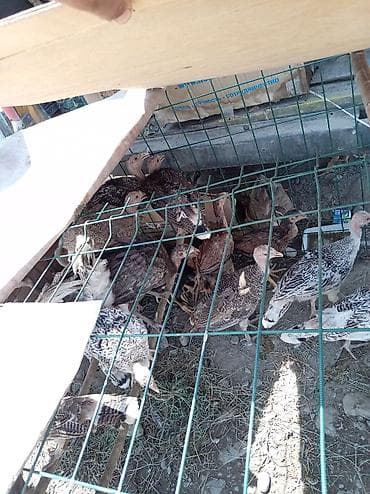 балык багуу: Возраст 3 месяца 25голов по 1600с окончательно. Молодняк домашней — 5