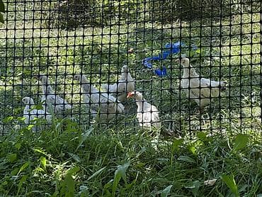 птицы попугаи: Продаю | Куры | Домашняя, Суссекс | Для разведения, Несушки — 2