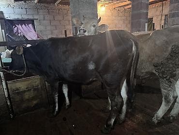 телочки бычки: Продаю | Тёлка | На откорм | Нетель, Привязанные — 1