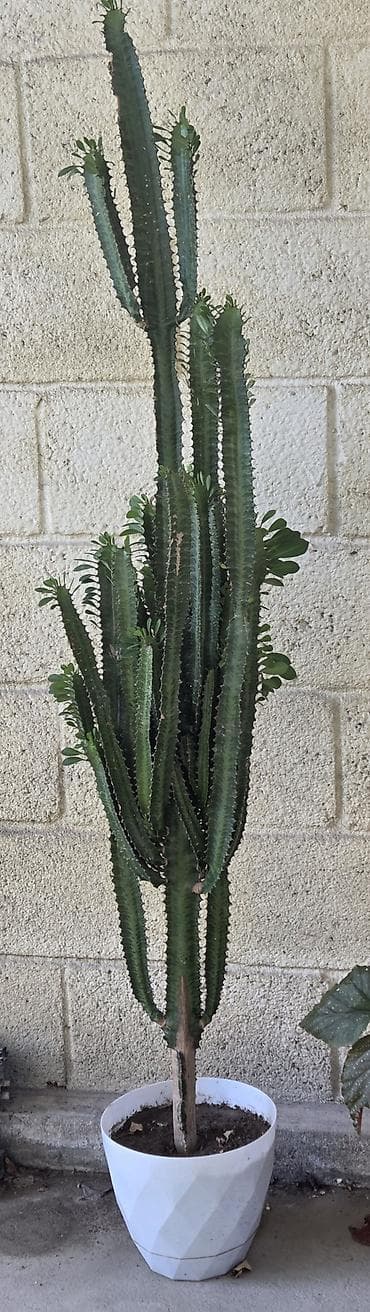 Бөлмө өсүмдүктөрү: Эуфорбия тригина (Euphorbia trigona), крупное комнатное растение в — 2