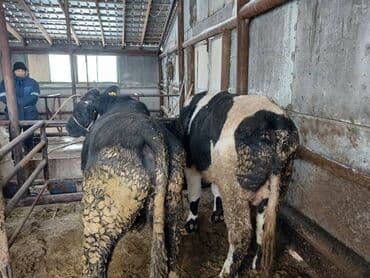 Собаки: Продаю | Бык (самец) | Симментальская | Для разведения | Племенные — 1