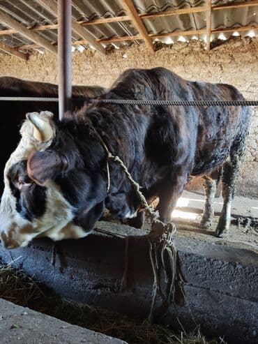 отдам в добрые руки собаку: Продаю | Бык (самец) | Для разведения | Племенные — 2