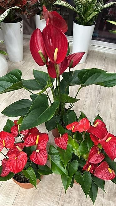 покрывалы: Антуриум (Anthurium) в горшке — эффектное комнатное растение с — 1