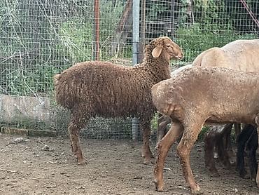 би 6: Продаю | Овца (самка) | Для разведения | Матка — 4