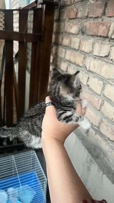 cane corso: Ищет дом особенный котёнок - Малыш слепой от рождения, но очень — 3