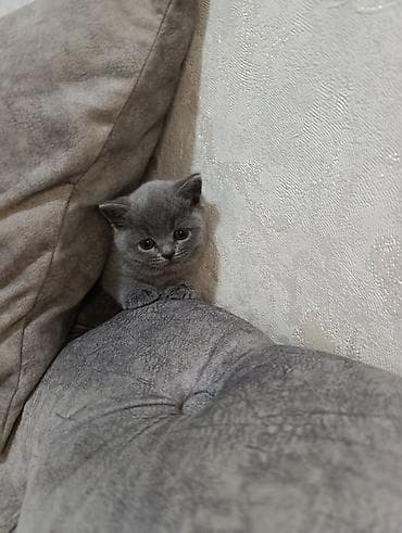 британская кошка: Британский короткошёрстный котёнок, окрас голубой (серый). - Плюшёвая — 6