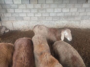 витамины для животных: Продаю | Баран (самец) | Арашан | Для разведения | Племенные — 5