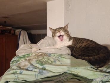 Кошка даром: Беспородная, Мальчик