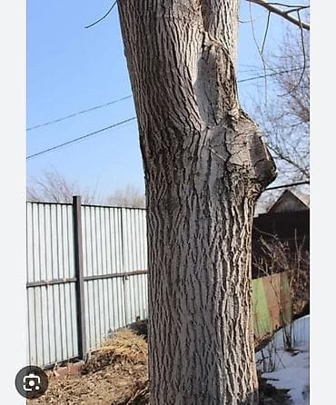 ДВП: Продажа зрелых деревьев ореха (грецкий орех) для пересадки или — 2