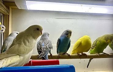 Животные: Попугайчики волнистые — пара - Вид: волнистые попугаи (Melopsittacus — 10