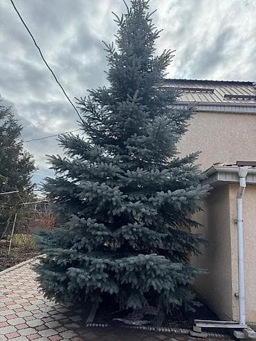 Уход и хранение одежды: Саженцы деревьев: Ели — 1