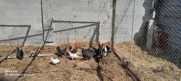 куры адилер: Продаю | Куры | Для разведения — 3