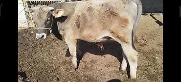 кен булун: Сатам | Бука (эркек) | Аргын, Швиц | Бордоп семиртүү үчүн | Байланган — 5