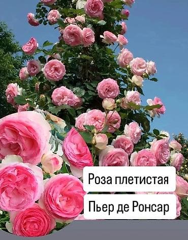 Үй жана бакча: Көчөттөр — 4