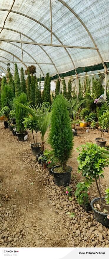 продажа рассады: Көчөттөр гүлдүн — 10