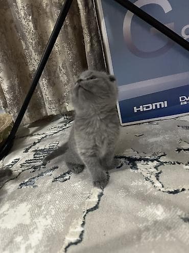 рыжие котята бесплатно: Старт продаж ! Котята шотландской породы в двух расцветках ! Родились — 5