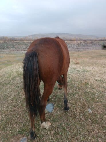 сколько стоит лабрадор щенок: Сатам | Тай | Жумушка — 1