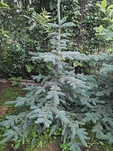 Ель голубая (Picea pungens, Blue Spruce) — декоративные саженцы с
